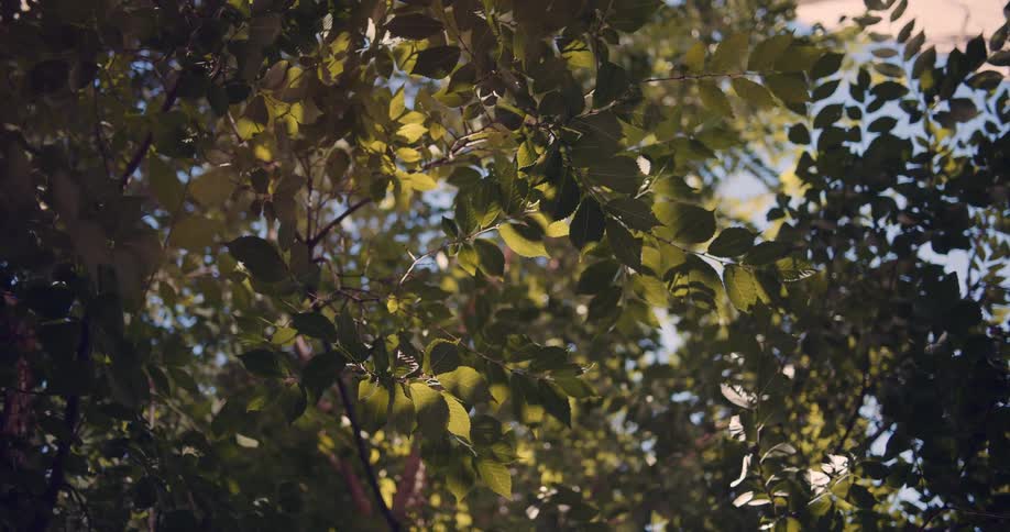 Sunlight filters through the green leaves of a tree swaying gently in the breeze against a blue sky