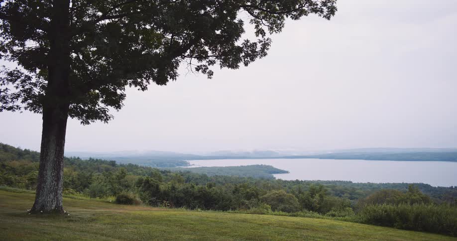 A serene, wide shot from a grassy hilltop shows a large tree overlooking a vast lake and dense forest on an overcast day