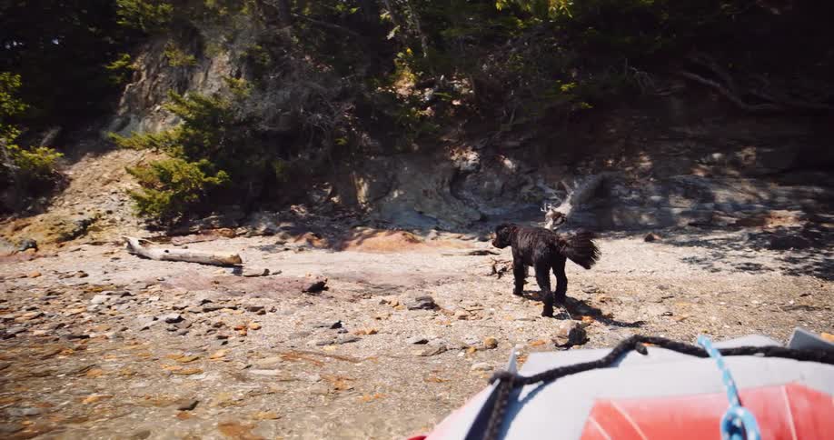 Adventurous black dog leaps from an inflatable boat onto a rugged, stony beach in stunning slow motion