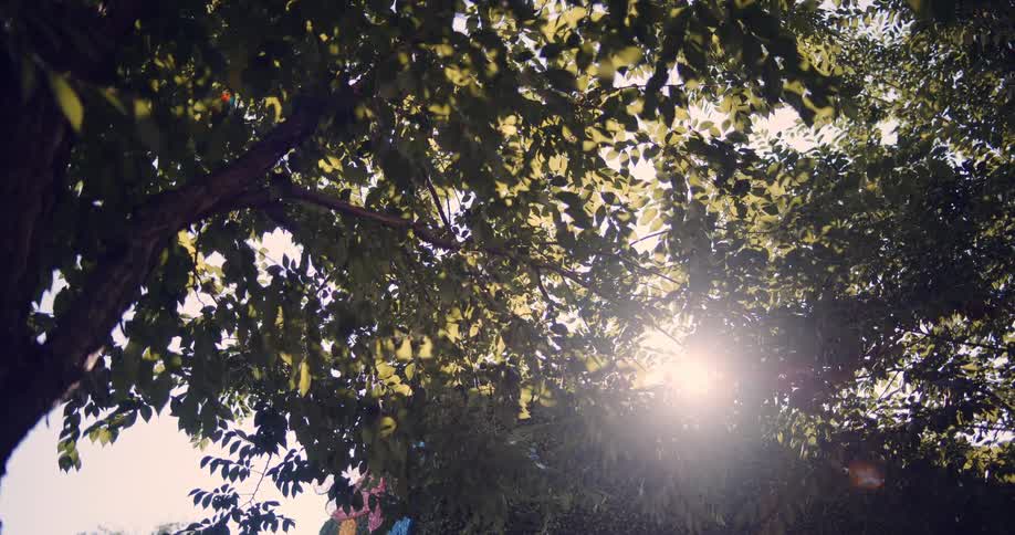 A peaceful low-angle shot of bright sunlight filtering through the lush green leaves of a tree canopy