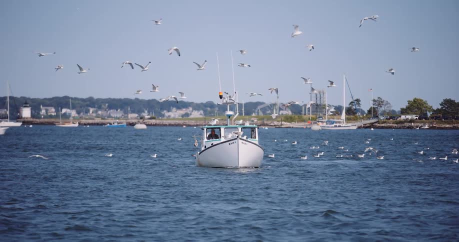 A flock of seagulls follows a fishing boat through a calm harbor in slow motion on a sunny day