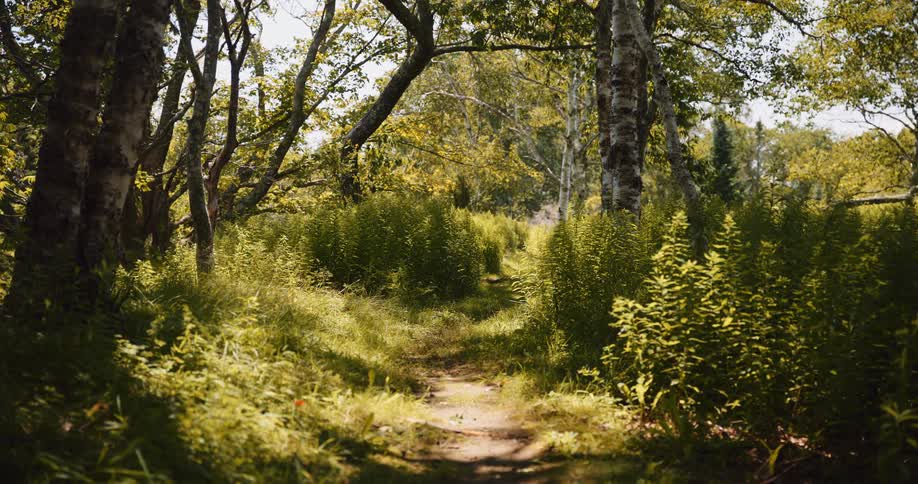 A happy black dog runs along a sunlit path through a lush green forest in slow motion