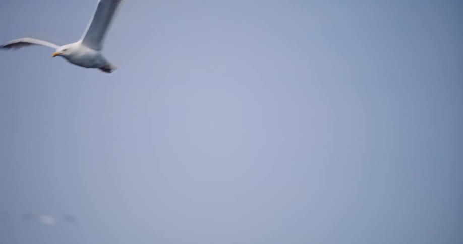 A graceful seagull soars in slow motion over the deep blue ocean near a coastal harbor