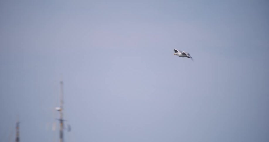A majestic seagull soars gracefully through the clear blue sky in slow motion above a coastal harbor