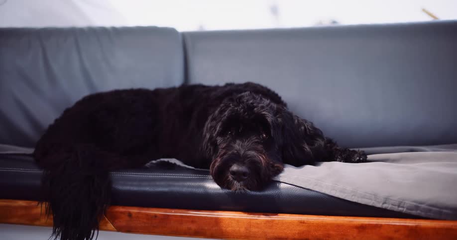 A sleepy black labradoodle rests on a modern grey couch before waking up and looking around