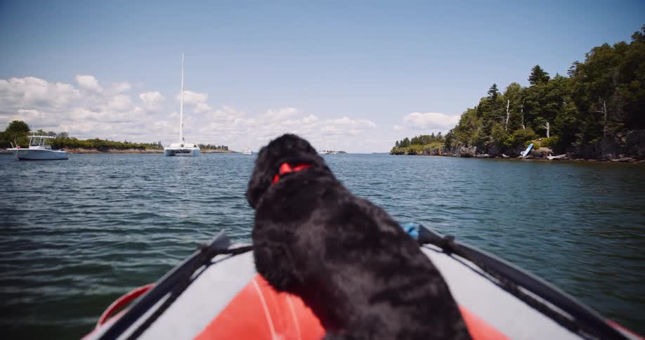 A fluffy black dog sits at the bow of a moving inflatable boat, looking out at the water on a sunny day