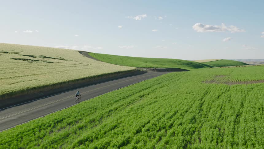 Low follow behind a lone cyclist riding along a winding country road surrounded by vibrant green rolling hills on a sunny day