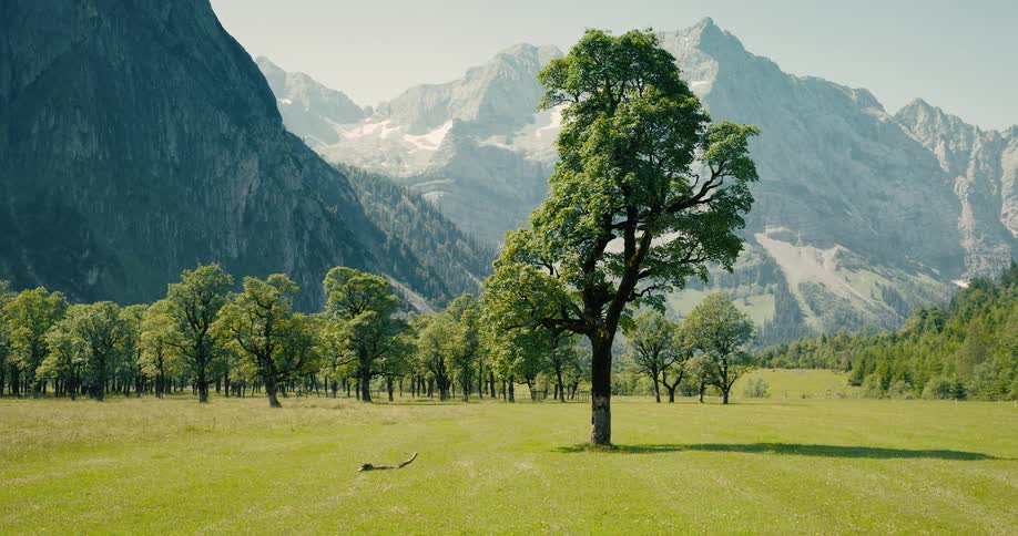 A beautiful, solitary tree stands in a lush green meadow at the base of a majestic, snow-capped mountain range