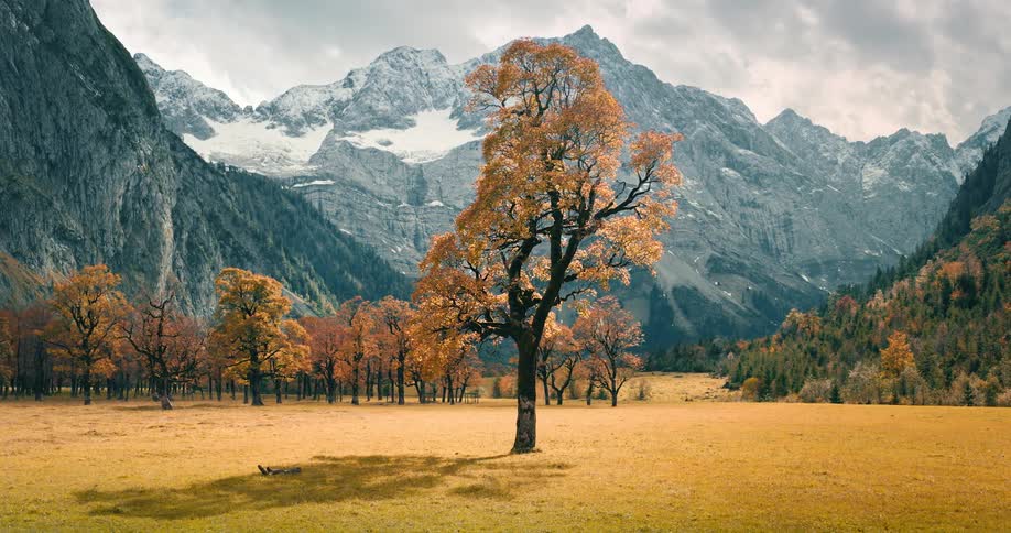 A majestic golden-leafed tree stands in a vast mountain valley during autumn, with snow-capped peaks in the background