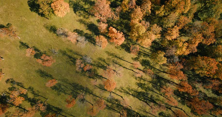 A still, top-down aerial view of a sunlit autumn forest with vibrant orange and yellow trees casting long shadows on a green hillside