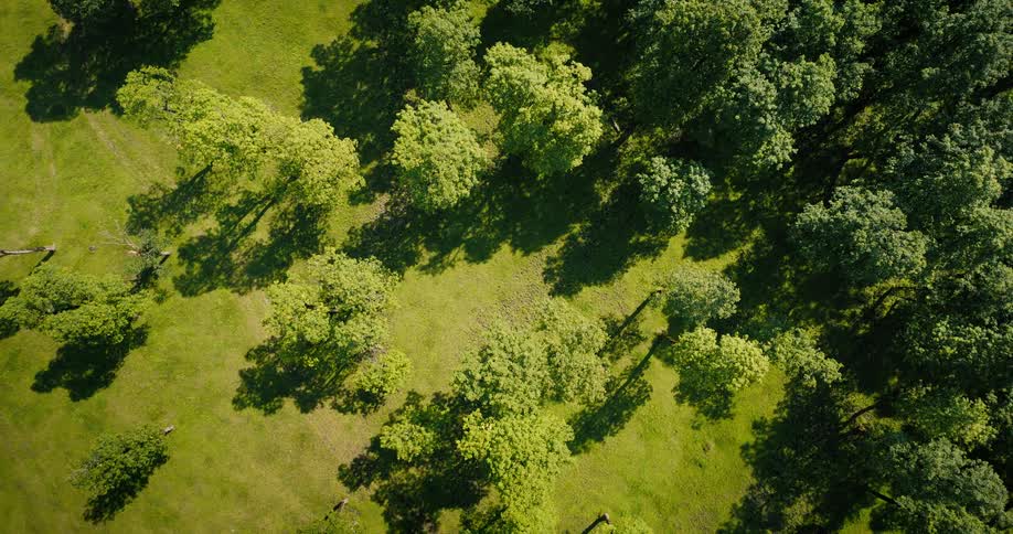 A beautiful top-down aerial view of a vibrant green forest, as the camera slowly zooms out revealing more of the lush landscape
