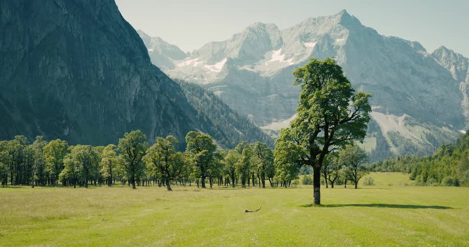 A lone tree stands in a vibrant green meadow at the base of a majestic, snow-dusted mountain range on a bright, sunny day