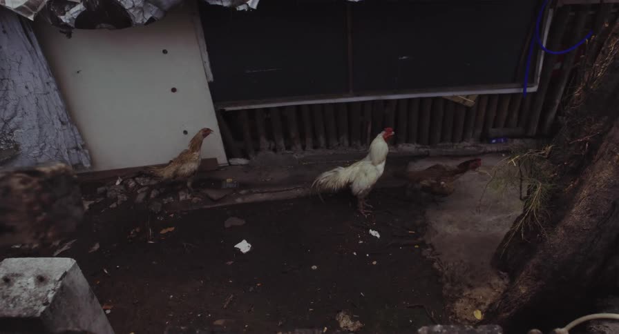 A white rooster and several hens peck at the ground in a dark, dirty enclosure
