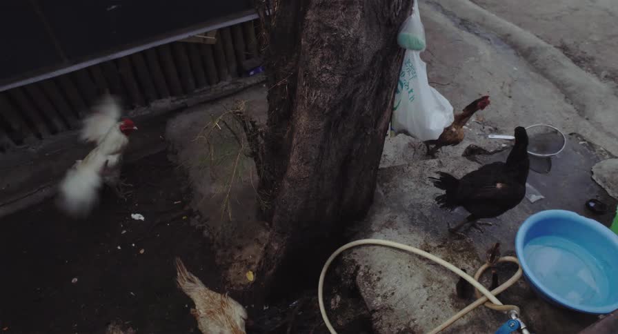 A white rooster flaps its wings while other chickens forage for food in a dirty urban backyard
