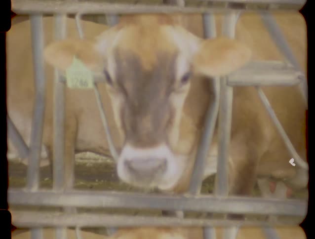 A dairy cow eats hay and chews its cud in a barn stall, captured with a vintage home movie effect