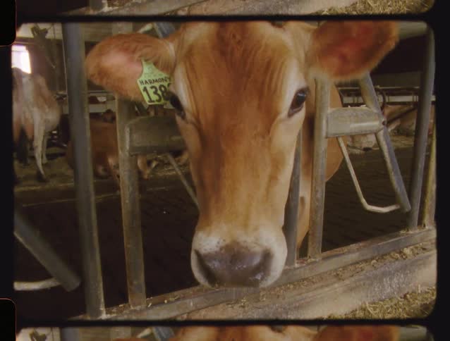 A vintage film captures a close-up of a curious brown Jersey cow with an ear tag looking through the bars of its stall in a dairy barn