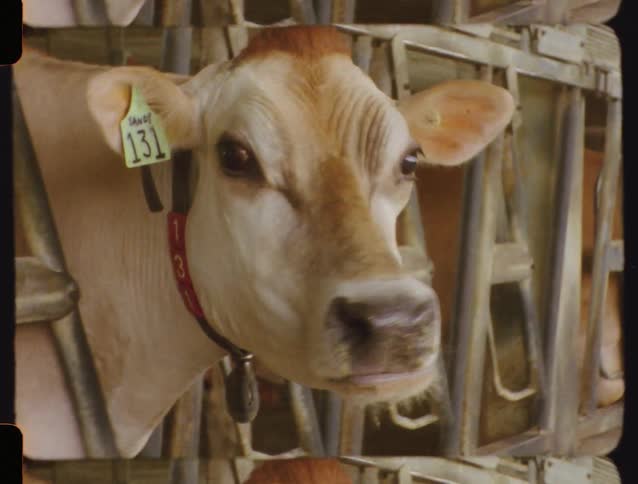 Vintage film captures a close-up of a dairy cow with an ear tag chewing in its stall on a farm
