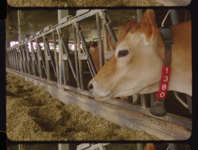 Vintage film captures a close-up of a Jersey cow with a numbered tag eating hay in a modern dairy barn