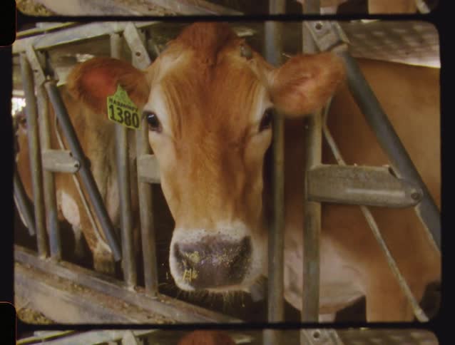 Vintage film footage shows a close-up of a Jersey cow's face as it stands in a barn stall, slowly zooming in on its feed-covered nose