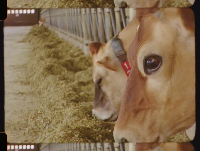 A row of Jersey dairy cows eat hay from a trough inside a barn in this close-up vintage film shot
