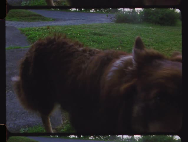 Vintage home movie footage captures a fluffy brown dog walking along a sidewalk in a quiet lakeside neighborhood