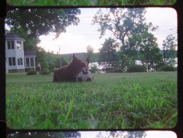 A small fluffy dog plays with a soccer ball toy in a grassy yard with a lake in the background, captured on vintage film