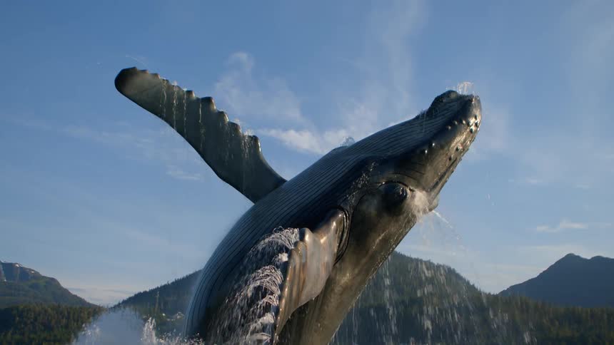 Looping cinemagraph of a majestic humpback whale frozen mid-breach with water cascading off its body against a mountain backdrop