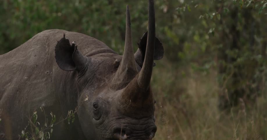 A rhino stands in the grass watching