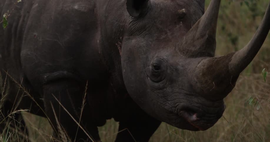 A rhino in tall grass