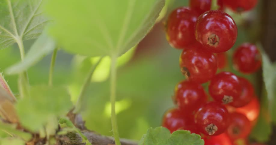 A macro pan shot reveals a ripe bunch of redcurrants hanging from a bush in a sunlit garden