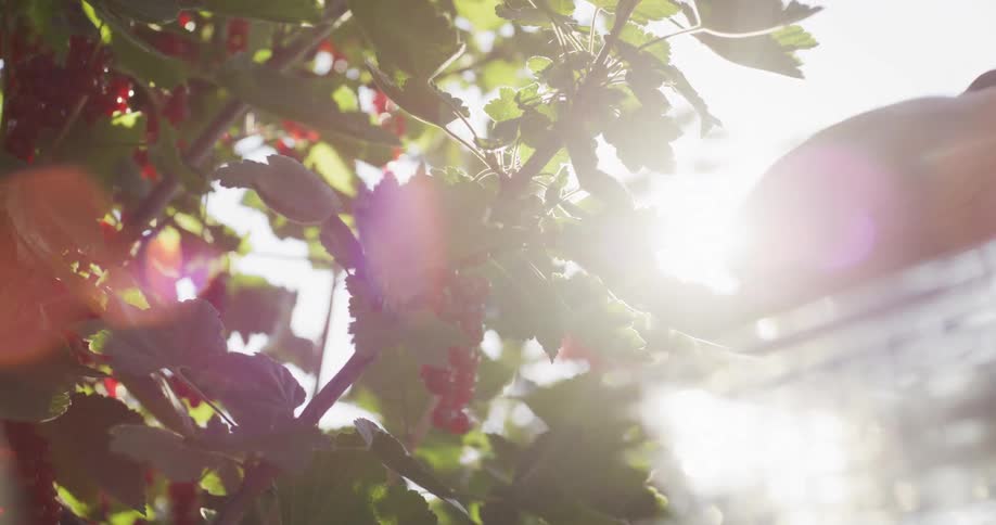 Close-up slow motion shot of a hand harvesting fresh redcurrants from a sun-drenched bush