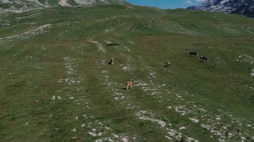 Aerial view of cows grazing on a vast green pasture against a stunning mountain backdrop