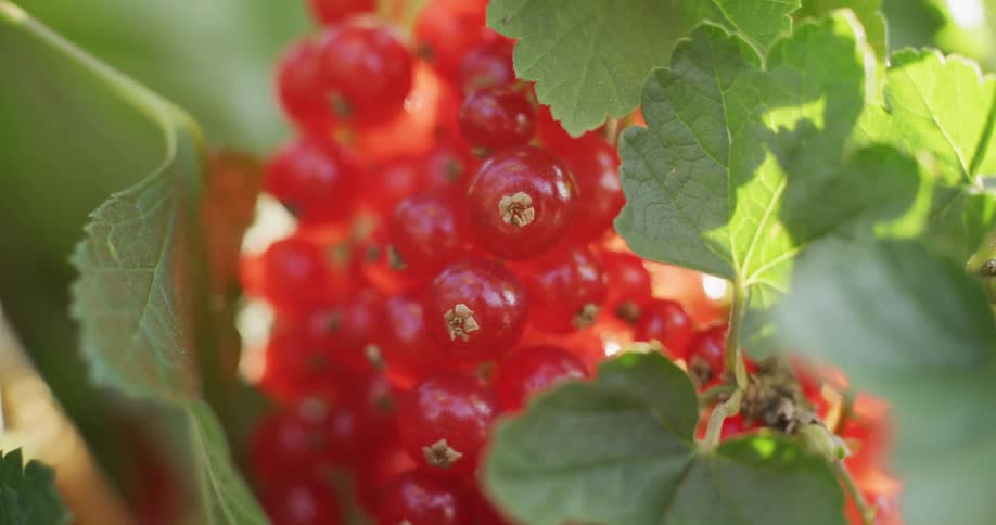 A slow-motion macro shot reveals a bunch of ripe red currants hanging on a bush in the bright sunlight