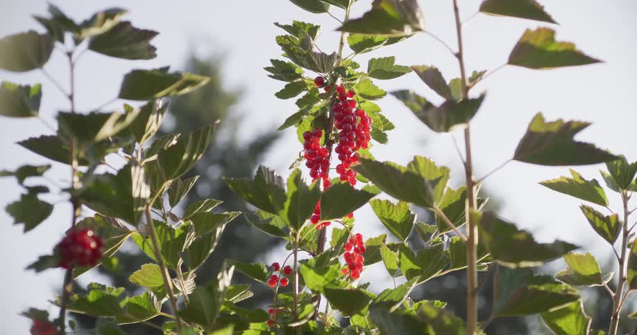 Ripe redcurrants hanging on a bush are gently swaying in the wind in a sun-drenched garden