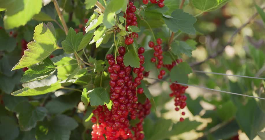 A close-up view of ripe redcurrants hanging from a bush in a sunlit garden, gently swaying in the breeze