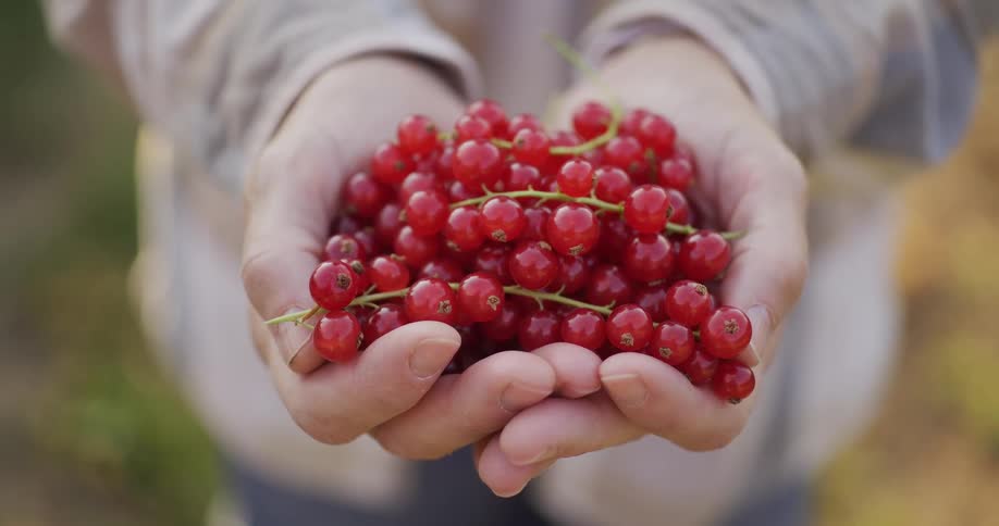 A handful of vibrant redcurrants is gently held in cupped hands, slowly coming into sharp focus