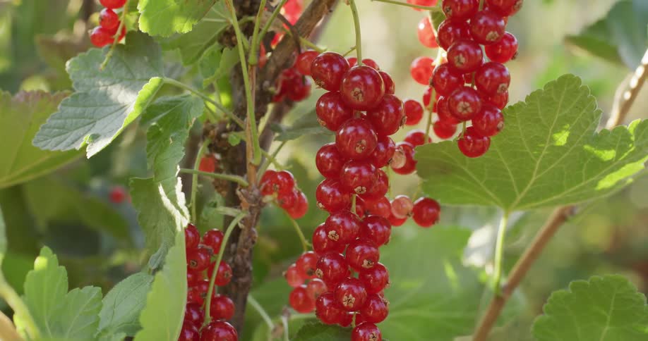 Vibrant redcurrants ripen on the vine amongst green leaves in a sun-dappled garden