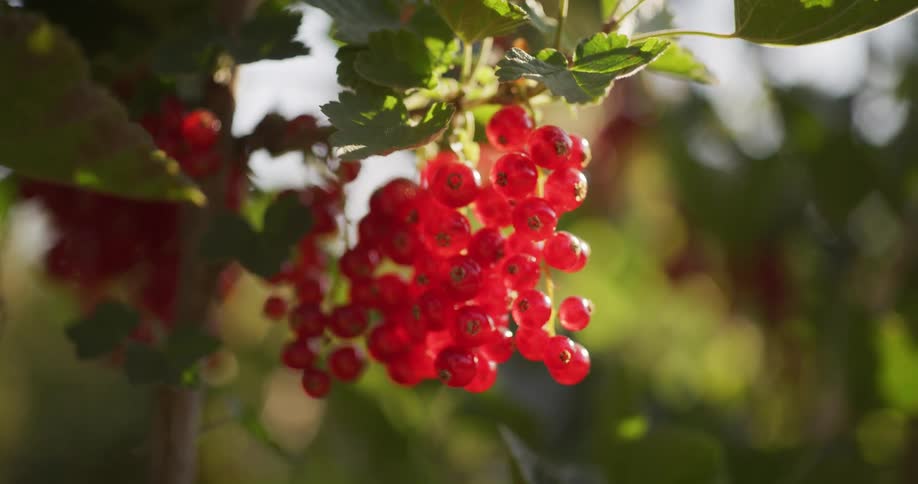 A close-up of vibrant red currants hanging from a sunlit bush in a summer garden