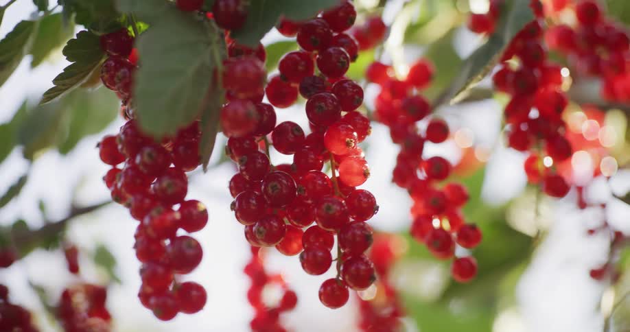 Clusters of fresh redcurrants swaying gently on a branch on a sunny day