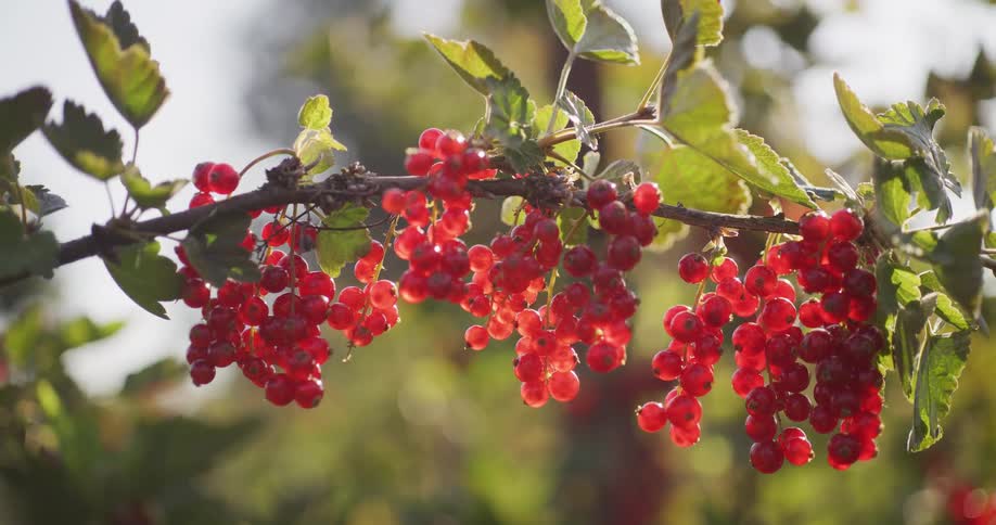 A close-up of ripe, red currants hanging on a branch and glowing in the warm afternoon sunlight