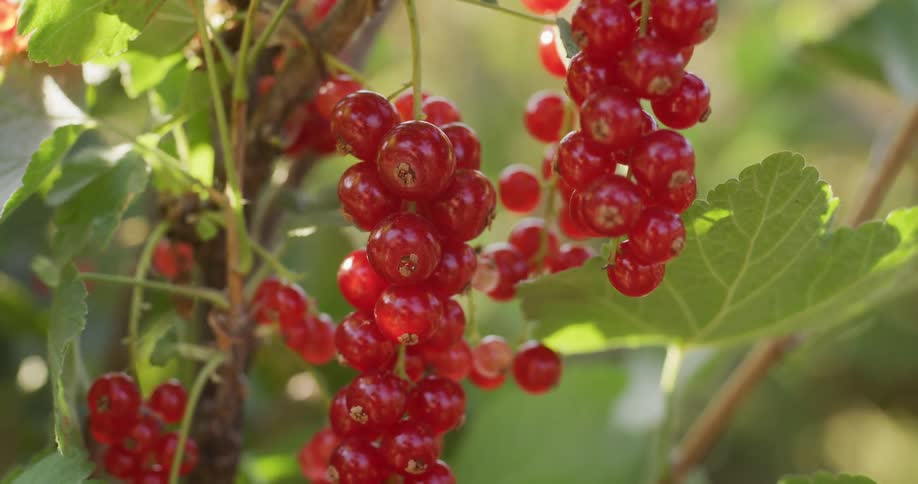 A close-up shot reveals ripe red currants hanging from a sunlit bush in a garden