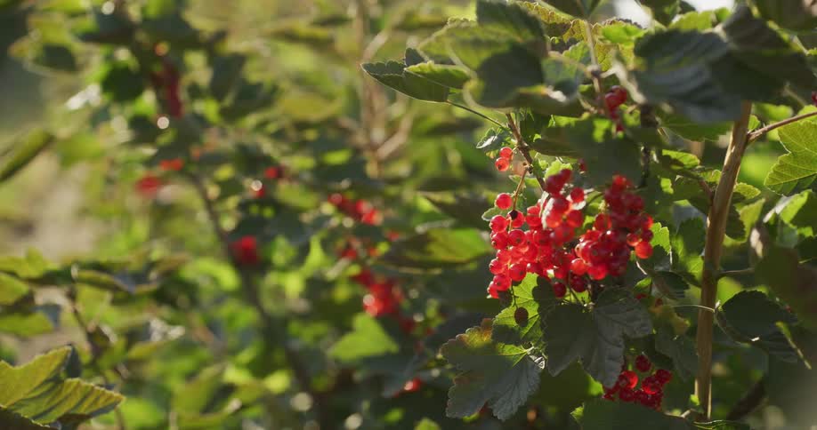 A close-up slow pan reveals a vibrant cluster of ripe red currants hanging on a sunlit bush in a summer garden