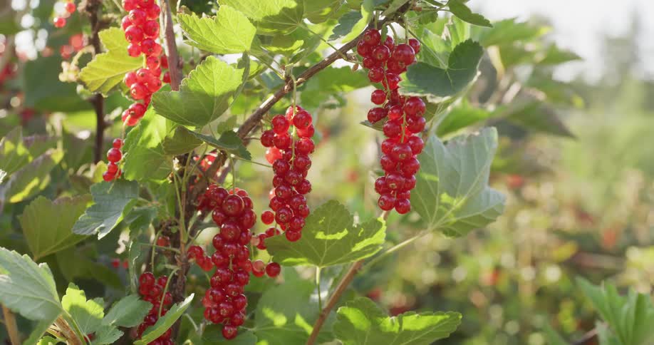 Close-up of ripe red currants hanging on a bush in a sunlit garden