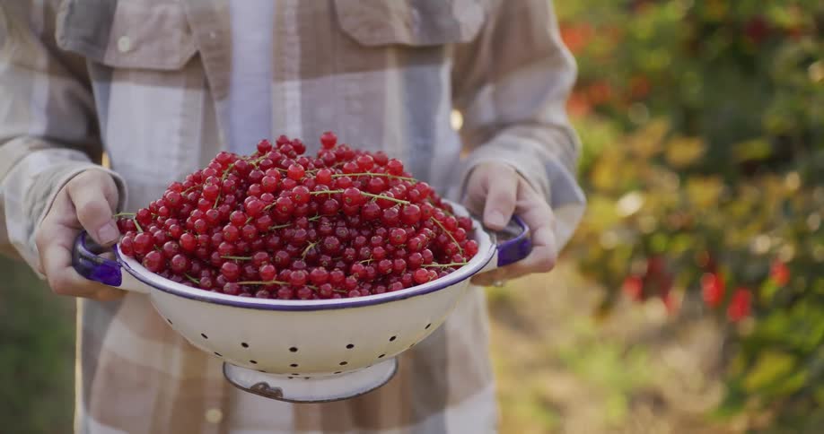 A woman in a plaid shirt holds up a large white colander overflowing with freshly picked redcurrants in a garden