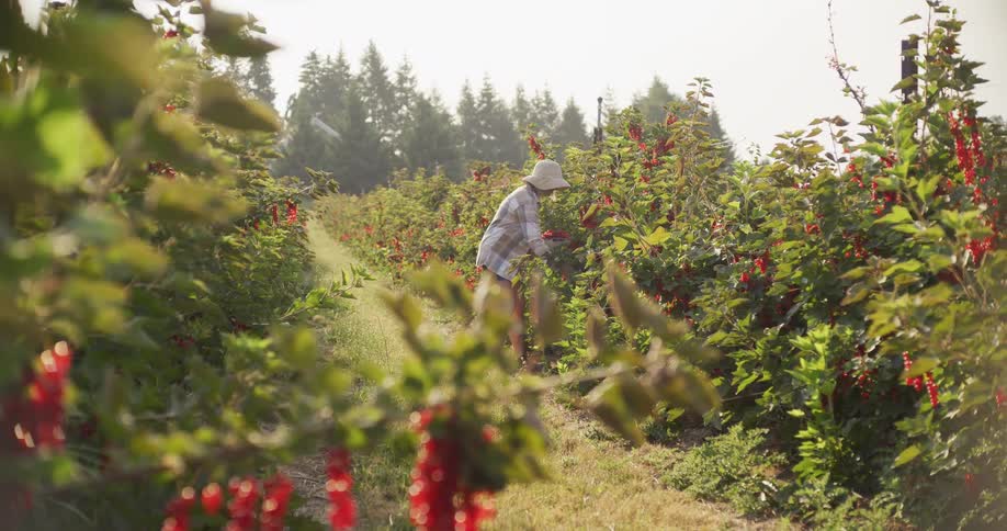 A female farmer wearing a sun hat walks down a row of red currant bushes on a sunny day, stopping to harvest ripe berries into her basket