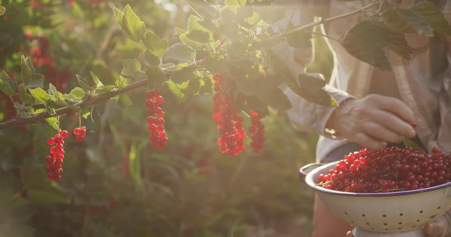 A farmer's hands gently pick ripe red currants from a branch into a colander with beautiful golden hour lens flare in slow motion