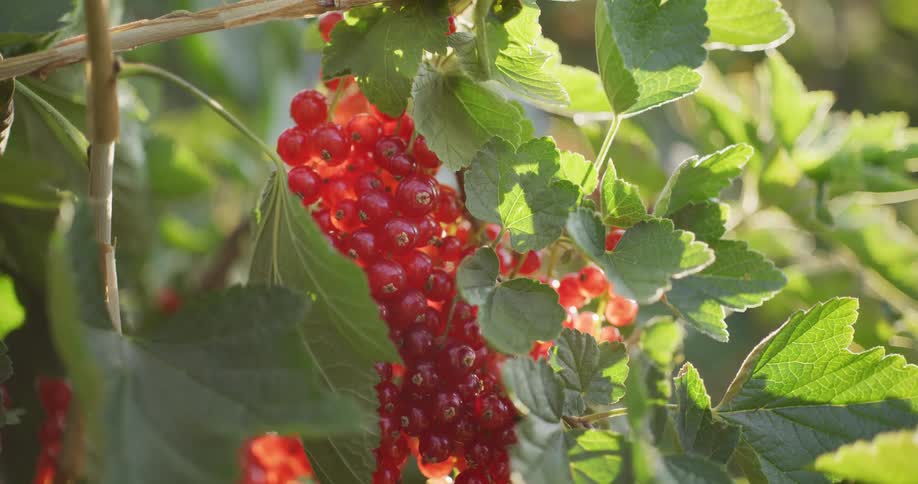 A detailed close-up shot reveals a cluster of ripe redcurrants hanging on a plant, gently backlit by the sun