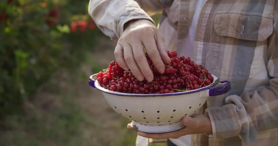 Slow motion close-up of a farmer holding a colander filled with freshly harvested red currants in an orchard