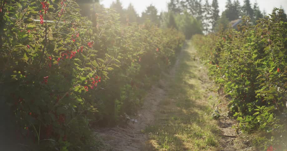 Sunlight filters through rows of lush red currant bushes on a beautiful berry farm