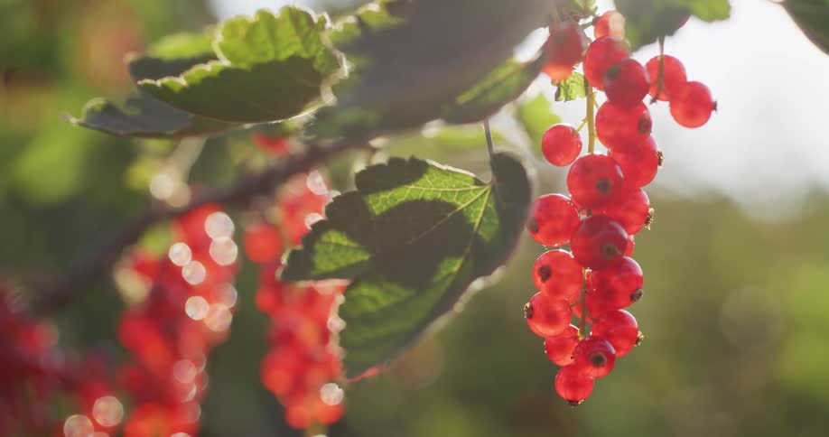 A slow-motion close-up of ripe redcurrants hanging from a branch, backlit by the warm, golden sun